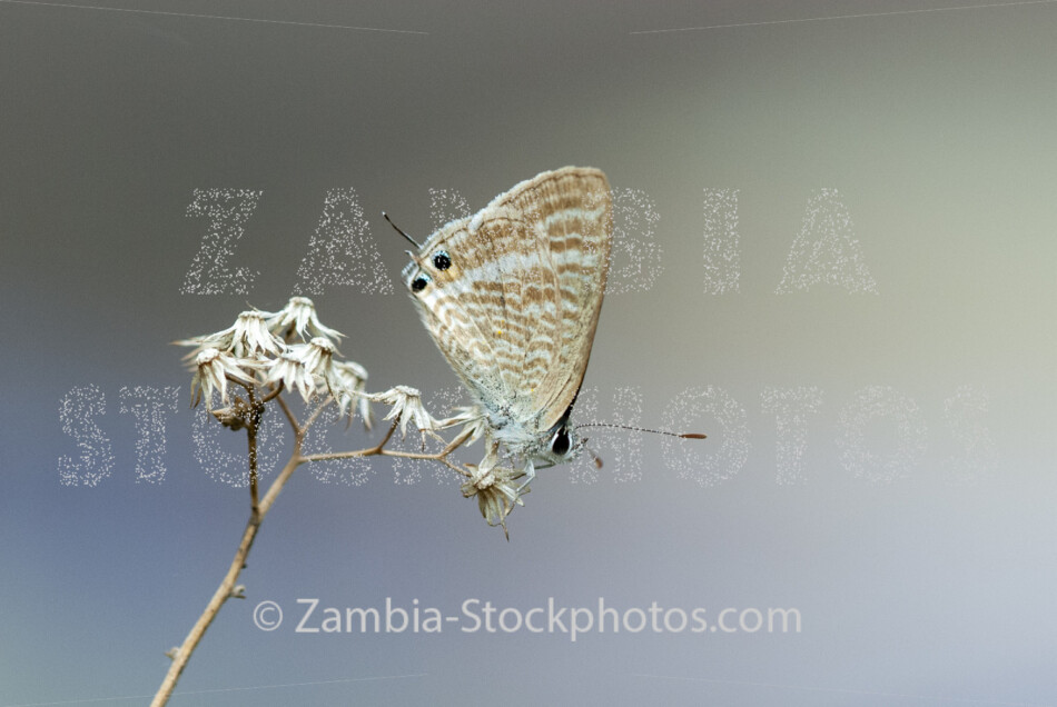 059 Lucerne Blue, male, Lampides boeticus, LYCAENIDAE.jpg - Zamstockphotos.com