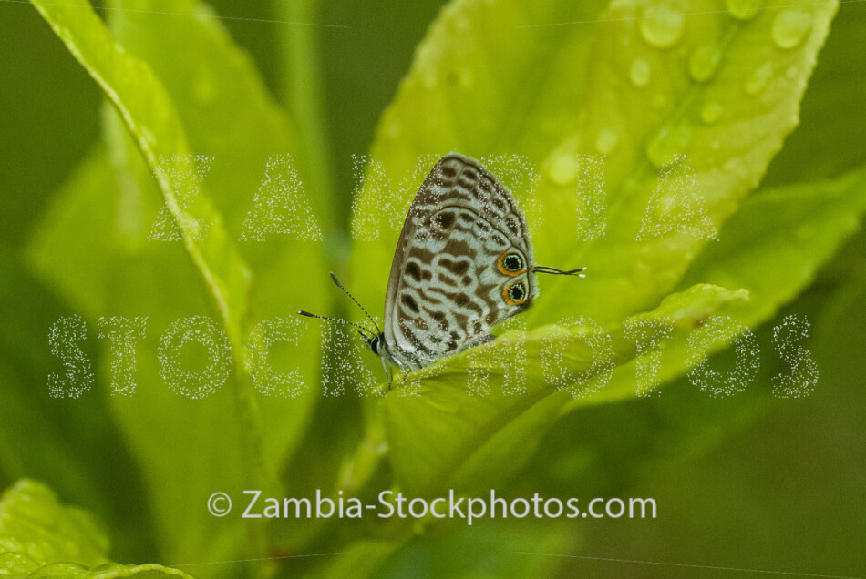 062 Common Zebra Blue, male, Leptotes pirithous, LYCAENIDAE.jpg - Zamstockphotos.com