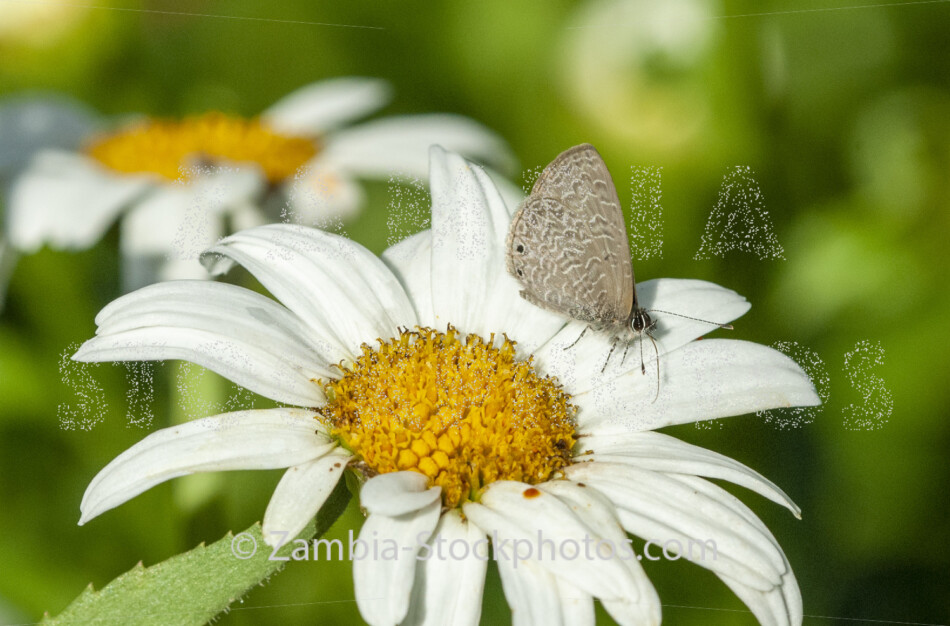 064 Dusky Blue, Pseudonacaduba sichela, LYCAENIDAE.jpg - Zamstockphotos.com