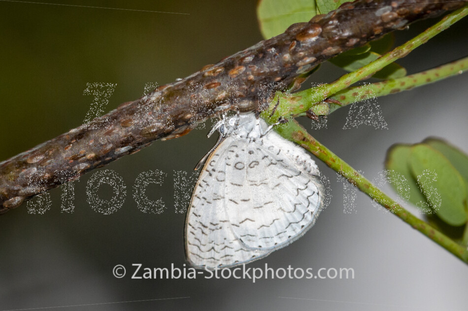 065 Lemolea Harvester, roosting, Spalgis lemolea, LYCAENIDAE.jpg - Zamstockphotos.com