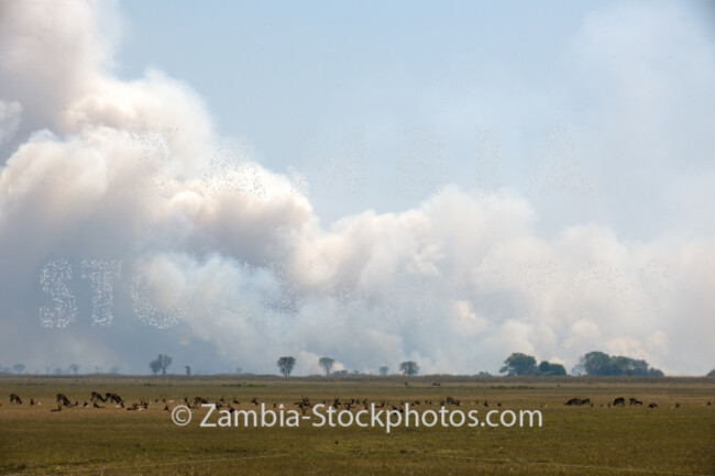 FIRE_knp_mad8965-11311-jpg