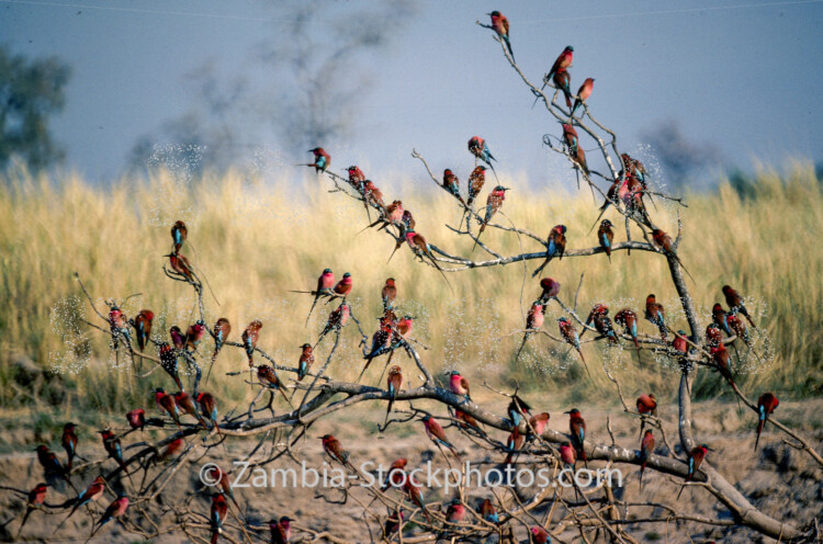 red birds in bush pg11.jpg