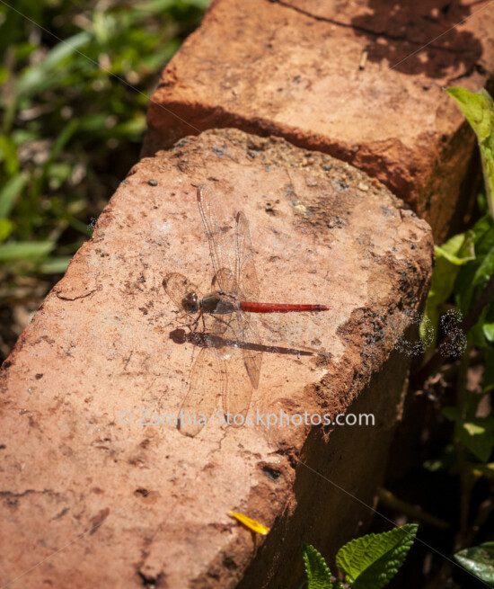 016 Rock Scarlet, Crocothemis divisa.jpg