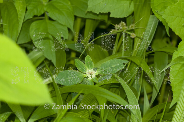 023 Euphorbia heterophilla.jpg