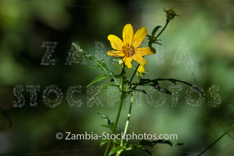 053 Mexican sunflower, plant, Tithonia diversifolia.jpg